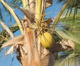 ¿De dónde vienen los cocos?