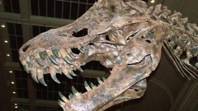 Visite el Museo de Historia Natural de Las Vegas