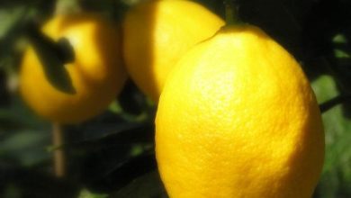 receta de mousse de limon