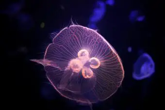 Medusas en el acuario marino