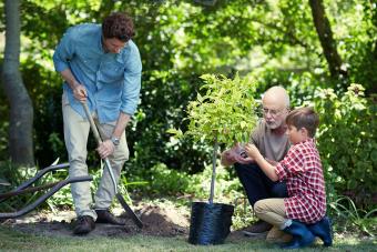 Familia masculina de tres generaciones cultivando juntos un huerto