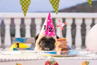 Pug con sombrero de fiesta de medio cumpleaños en la mesa con sándwich