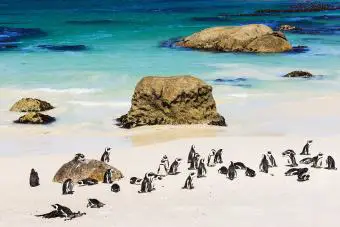 Playa Boulders, Sudáfrica