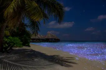 Iluminación de plancton de Maldivas