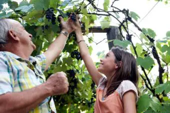 Abuelo y nieta recogiendo uvas