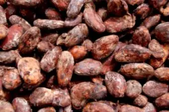 granos de cacao