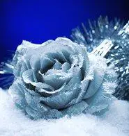 Una rosa congelada para una boda de invierno