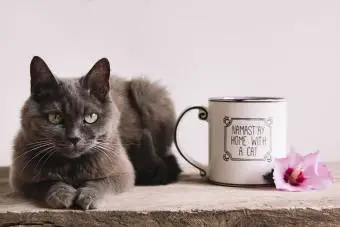 Gato gris, flor morada y una taza de té en una mesa de madera.