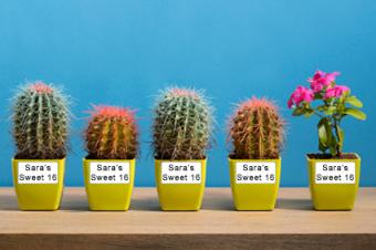 cactus y planta con flores
