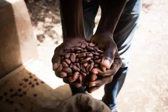 Hombre sujetando granos de cacao