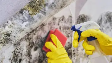 Limpiadores caseros de moho y hongos que funcionan