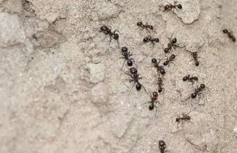 Varias hormigas siguiendo un camino de hormigas