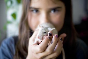 Una niña sostiene una rata mascota en sus tazas de manos