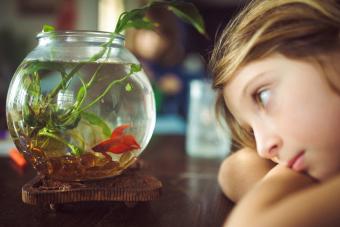 El niño mira a un pez mascota familiar en una pecera en casa