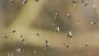 Cómo deshacerse permanentemente de los mosquitos en su hogar