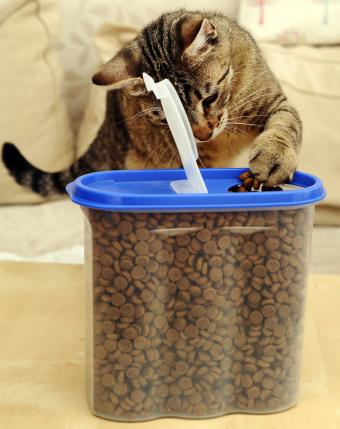 contenedor de comida para gatos