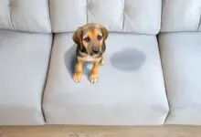 Cómo limpiar profundamente un sofá para una frescura sin manchas