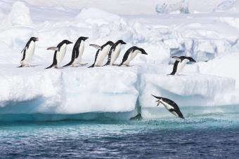 Los pingüinos Adelia saltan de un iceberg flotante