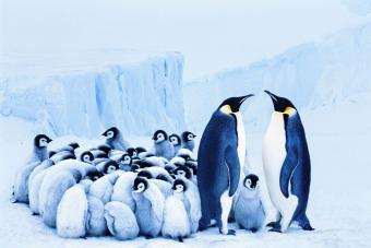 Dos pingüinos emperador junto a un grupo de pollitos acurrucados juntos 