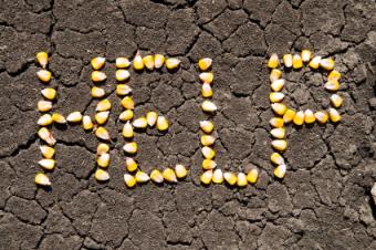 Ayuda de la palabra escrita en maíz