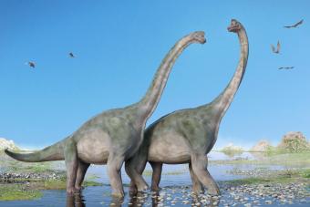 https://cf.ltkcdn.net/life/lifestyle/images/slide/341166-850x567-pareja-de-brachiosaurus-859567662.jpg
