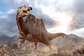 https://cf.ltkcdn.net/life/lifestyle/images/slide/341173-850x567-spinosaurus-from-the-cretaceous-era-1451350182.jpg