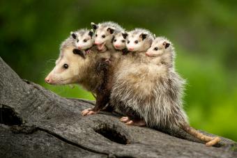 https://cf.ltkcdn.net/life/lifestyle/images/slide/341759-850x566-opossum-babies-1456625891.jpg