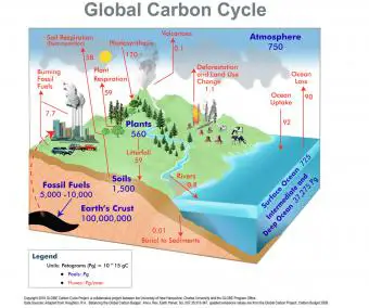 El Ciclo Global del Carbono
