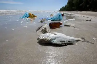 playa contaminada