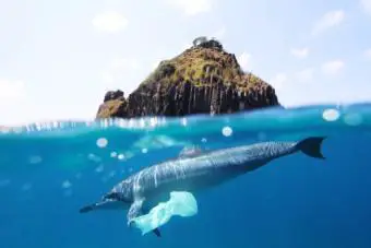Delfín y bolsa de plástico.