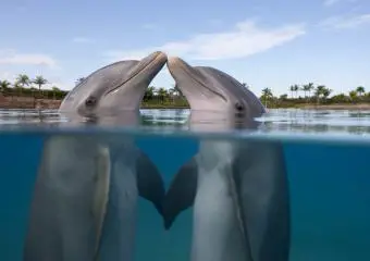 https://cf.ltkcdn.net/life/relationships/images/slide/342831-850x601-dolphins-520636142.jpg